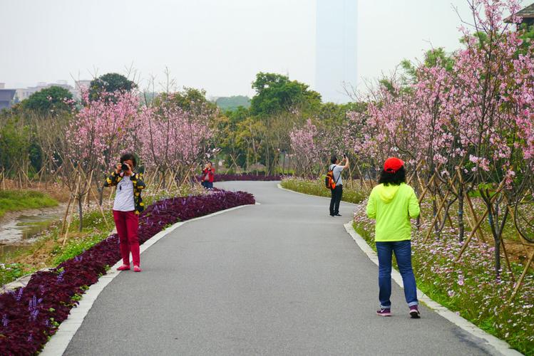 广州海珠湿地公园之樱花