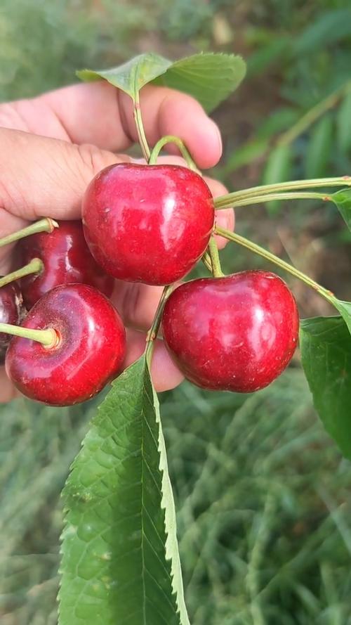 塔玛拉矮化大樱桃树苗南北方可以种植!