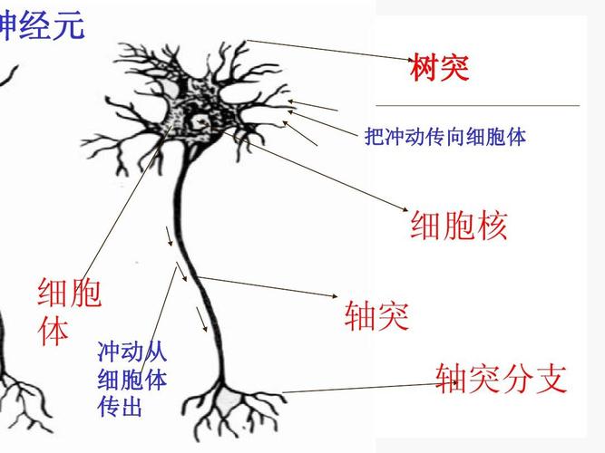 3人体生命活动的神经调节ppt 神经元 树突 把冲动传向细胞体 细胞核