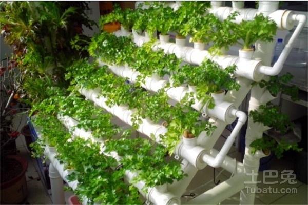 阳台蔬菜的种植方法与栽培技巧