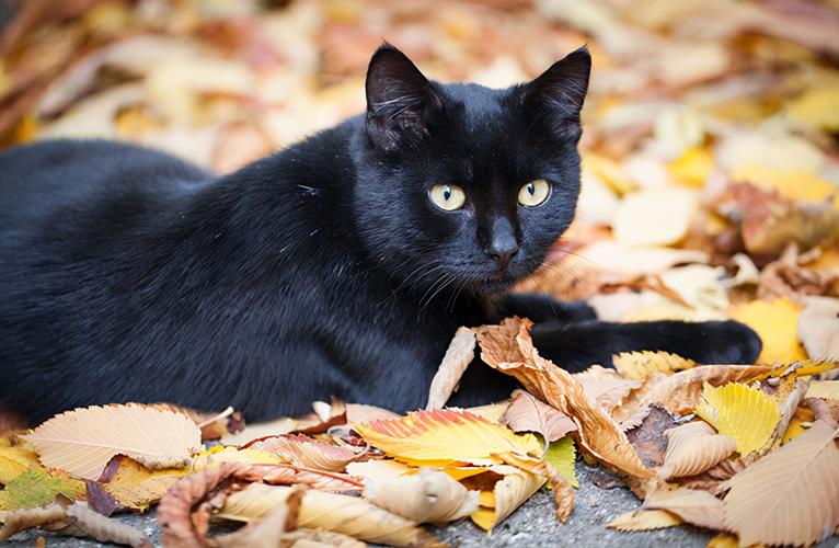 家里来黑猫预示什么风水黑猫真的有驱邪的作用吗