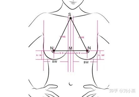 乳房位置较高,在第二至第六肋间,乳头位于第四肋间.