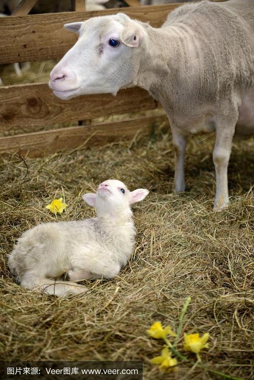 刚出生的小羊羔和绵羊在有稻草的木马厩里