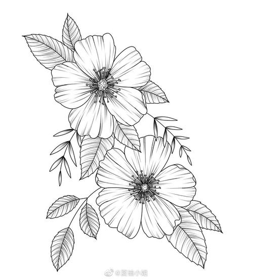 植物花卉线稿 黑白手绘 画画