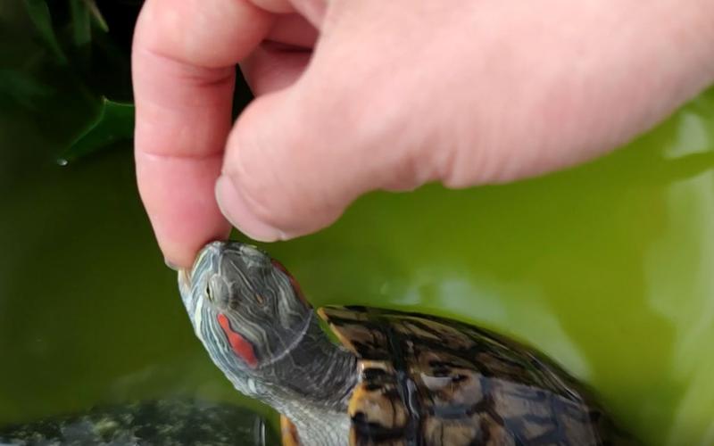如何教育一只小乌龟,养了多年的巴西龟,总是咬手指怎么办