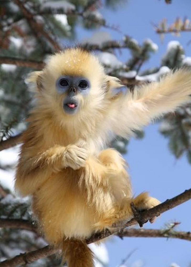 金丝猴是我国特有的珍稀动物,主要分布于我国的四川,云南等地,由于其