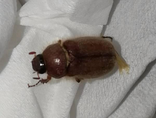 家里最近出现很多棕色的小甲虫,这是什么虫,怎么治?