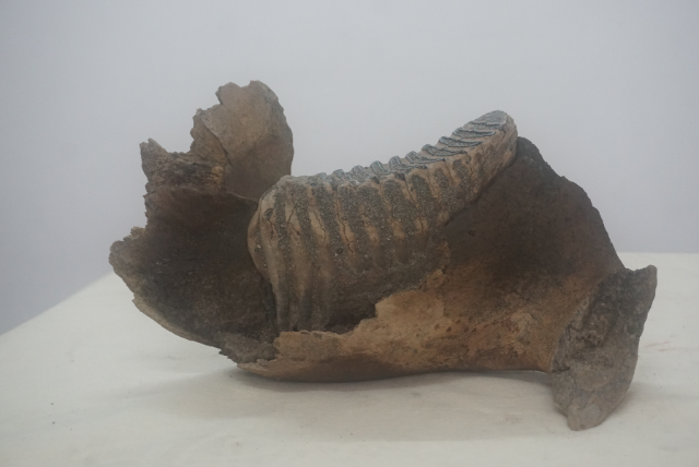 极其稀有!土建工人捡到古菱齿象牙齿化石,距今约3万至5万年