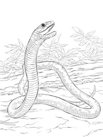 毒液|蟒蛇|毒蛇_网易订阅