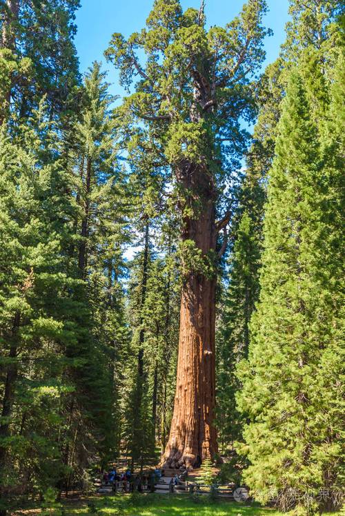 谢尔曼将军树地球上最大的树红杉国家公园的巨型红杉树加利福尼亚美国