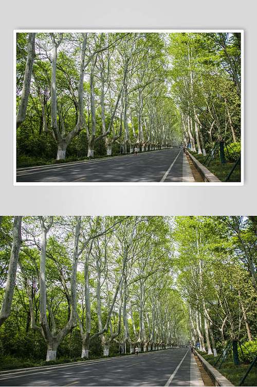 南京紫金山的梧桐树大道高清摄影图片素材