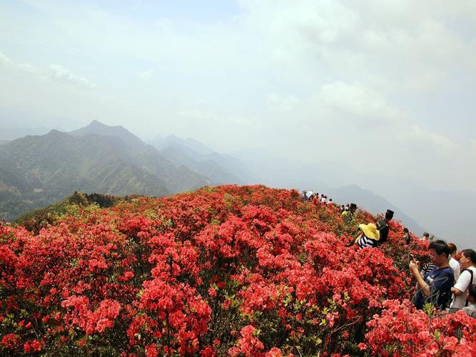 每年的5月份6月份来我们的贵州省丹寨县龙泉山参观姹紫嫣红的百里杜鹃