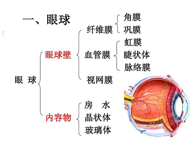 感觉器,内分泌ppt ,眼球一眼球壁  眼  纤球维膜 血膜 视管膜 房网水