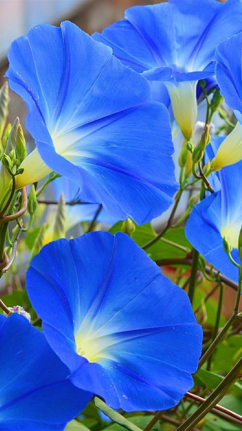 蓝色的花朵,牵牛花 iphone 壁纸