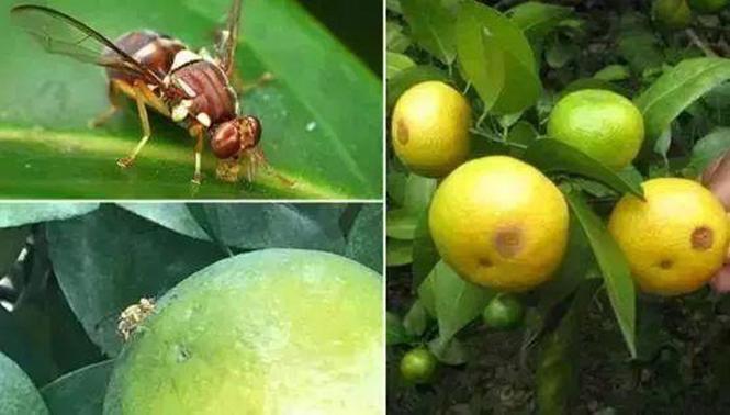 柑桔长蛆怎么办柑橘果实蝇防治方法