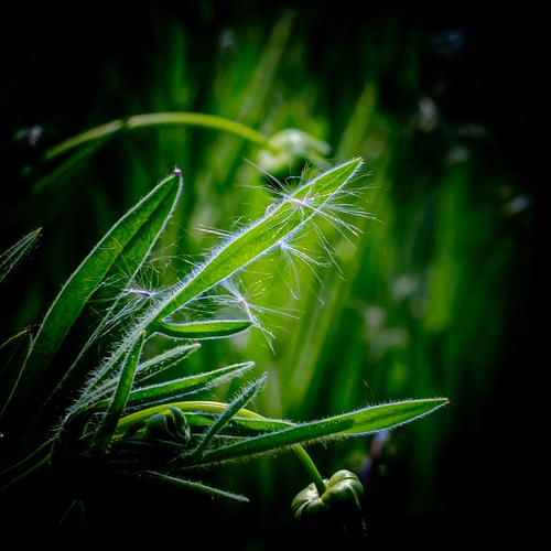 丝茅草——童年的棉花糖