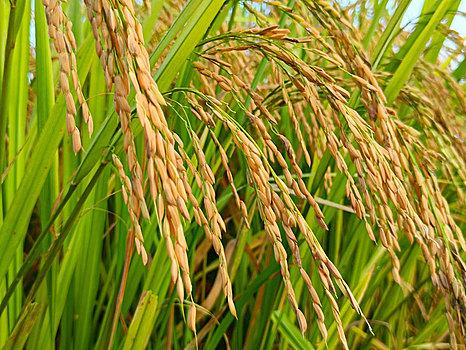 稻穗,高清稻米