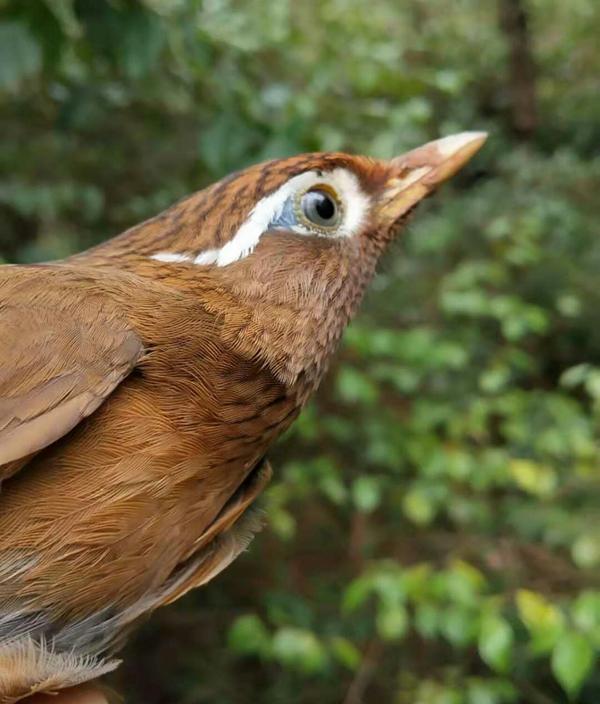 画眉鸟的"眉毛"有几种?