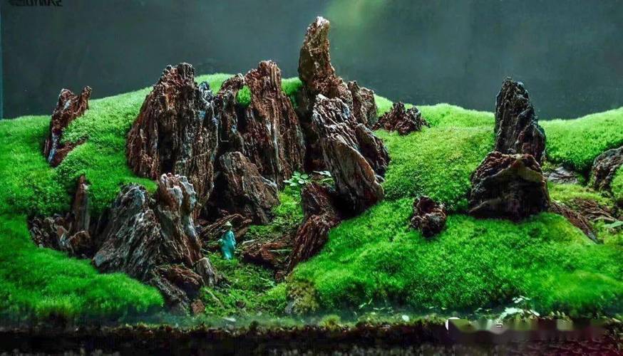 全球顶尖苔藓缸造景作品