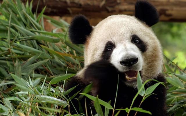 大熊猫为什么被视为中国的国宝,大熊猫为什么被视为中国的的国宝(那它