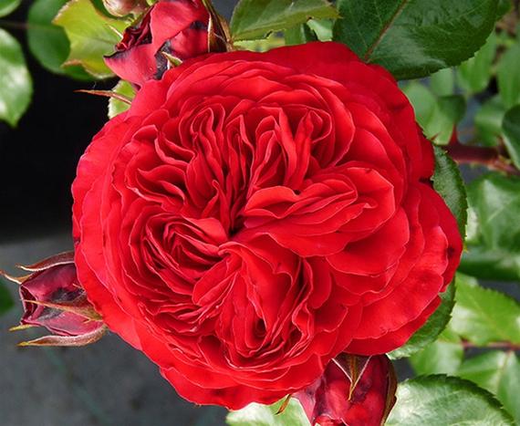 大花月季-红色达芬奇红色达芬奇月季它的花色为红色,花径大约8厘米