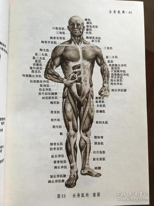 人体解剖图谱(普及本)_沈阳医学院_孔夫子旧书网
