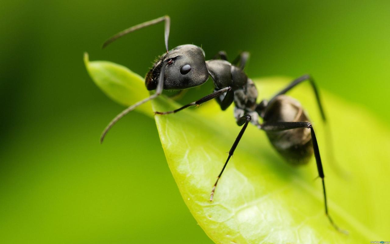 观察蚂蚁的过程是什么?