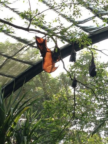 新加坡动物园:大蝙蝠