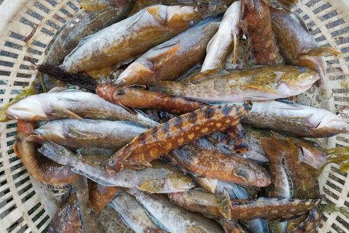 三九天菜市场 经常有少量鲜活海鲜 小杂鱼45块钱一斤 八带鮹35