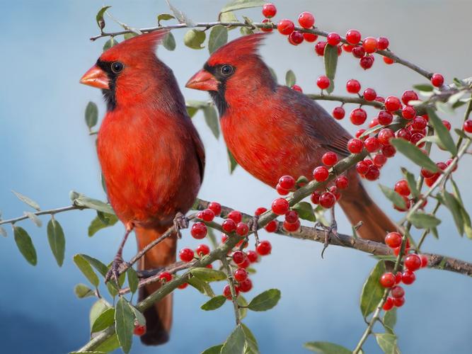 两个红衣主教鸟,红色浆果,树枝 640x1136 iphone 5/5s/5c/se 壁纸