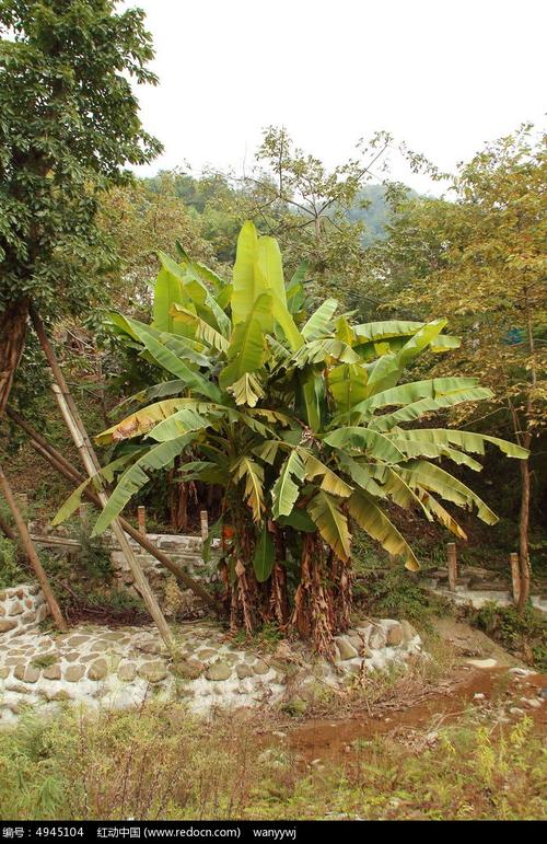 远处的芭蕉树高清图片下载_红动中国