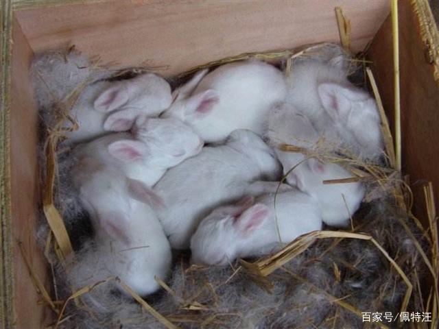 如果养宠物兔子,最好只养一只,减少兔子的交配繁殖,其寿命也会长一点.
