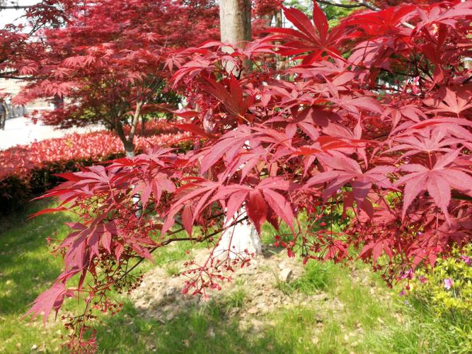 一一2020春拍摄鸡爪槭专辑 写美篇  鸡爪槭,酷似枫叶,故也称日本红枫