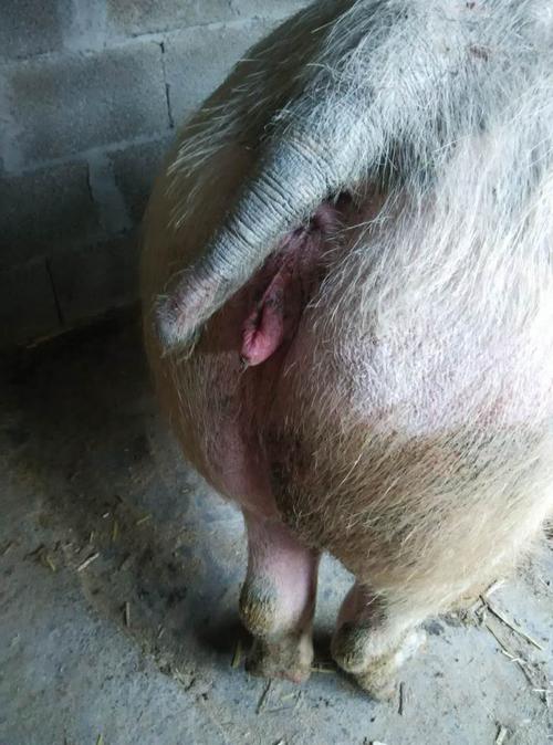 养猪症状描述经产母猪阴户长时间发红