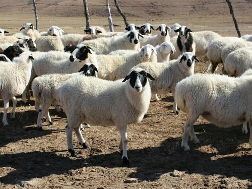 苏尼特羊 — 黄金牧场,大自然的恩赐