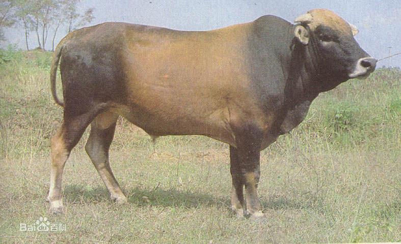 延边牛是东北地区优良地方牛种之一.