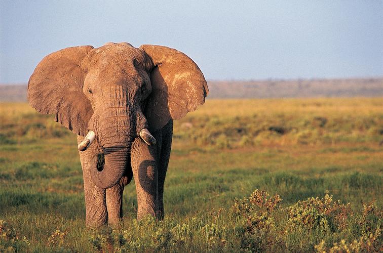 正面大象图片野生动物大象象