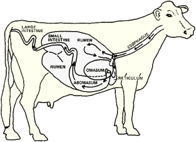 牛啊牛啊,大牛的四个"胃"和小蜗的成千上万颗"牙齿" | 玉米熊放学小报