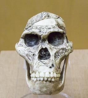 非洲南猿头骨
