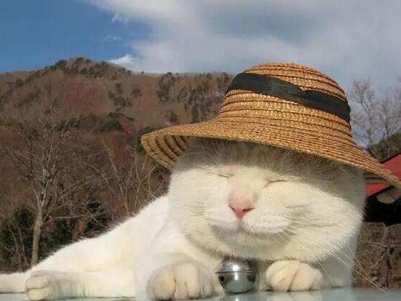爱打扮,喜欢戴帽子的猫叔 .