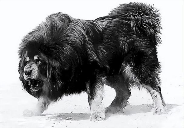 世界上被"禁养"的六大猛犬,你以为藏獒的战斗力真的是吹的吗?