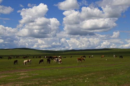 呼伦贝尔大草原风光优美,景色宜人,蓝天白云之下,处处风吹草低见牛羊