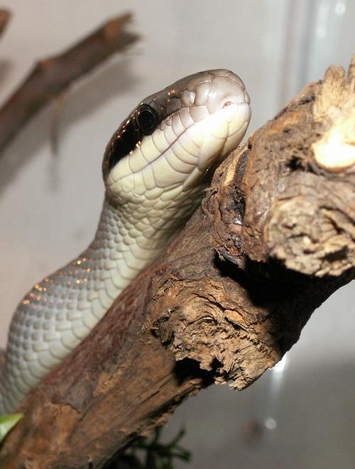  p>黑眉锦蛇(拉丁名:elaphe taeniura)是大型无毒蛇,全长可达2米左右.