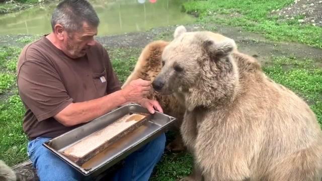 叙利亚棕熊,熊宝宝吃蜂蜜