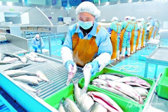 1月5日,新疆赛湖渔业科技开发有限公司员工在加工冷水鱼.