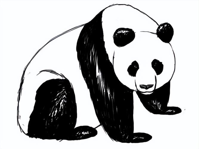 简单素描图片卡通动物(素描熊猫的图画) - 赤虎壹号