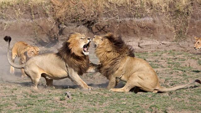 罕见!狮王之争,3头雄狮疯狂打架,直至对方被咬死?