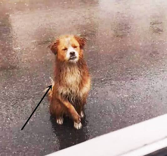 雨中的流浪狗,向人求助:好心人,我想有个家_狗狗_大街_时候
