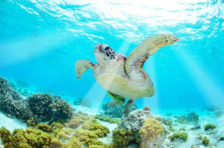 海底世界里的海龟,高清图片 - ipad壁纸