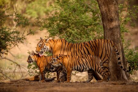 老虎一家一起走在干燥的栖息地上照片